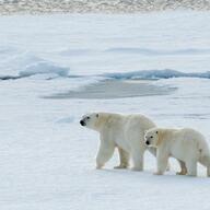 「10年債利回りは一時0.8%割れ」牛さん熊さんの本日の債券（引け後）2024年9月25日
