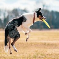 ミームコインの可能性:ドージコインが市場を揺るがす