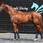 ダノンデサイルの快勝が示す!安田翔伍調教師が抱える課題とは?