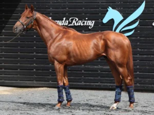 ダノンデサイルの快勝が示す！安田翔伍調教師が抱える課題とは？