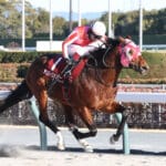 競馬ファン必見!マイ億君が語るプロキオンS成功の秘訣