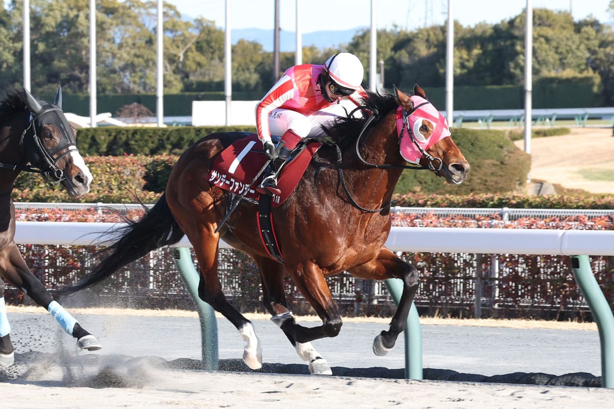 競馬ファン必見！マイ億君が語るプロキオンS成功の秘訣