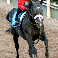 競馬ファン必見！根岸ステークスの振り返りとフェブラリーSへの展望
