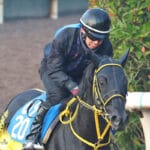 競馬ファン必見!根岸ステークスの振り返りとフェブラリーSへの展望