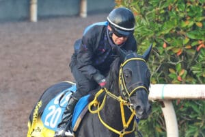 競馬ファン必見！根岸ステークスの振り返りとフェブラリーSへの展望