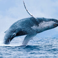 270億円相当のBTC移動が示す、ビットコイン市場のクジラたちの行動解析