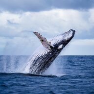 【悲報】ビットコイン暴落、猛者クジラが短期勝負に出たやんけ！