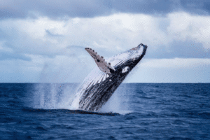 【悲報】ビットコイン暴落、猛者クジラが短期勝負に出たやんけ!